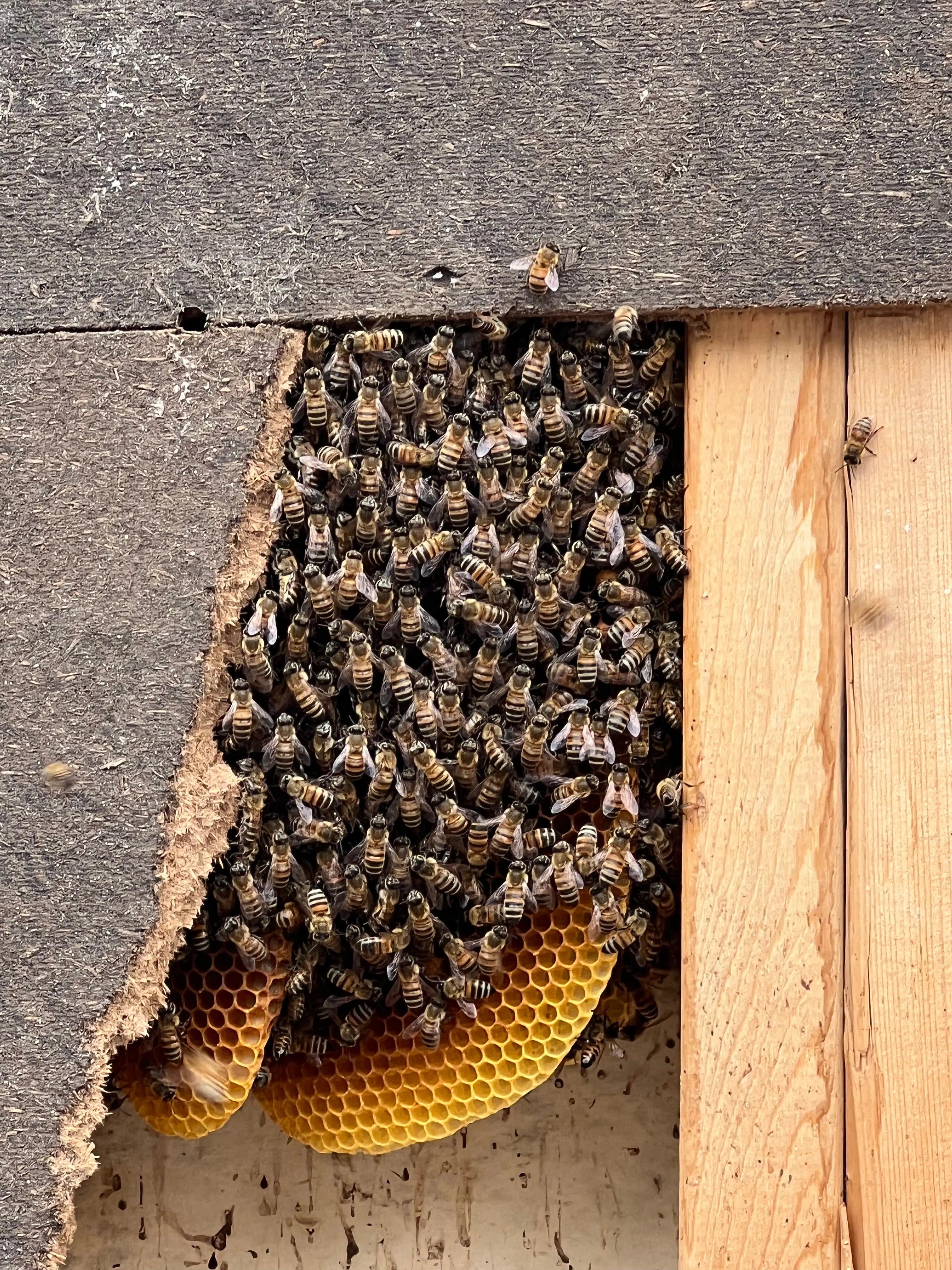 bee hive
