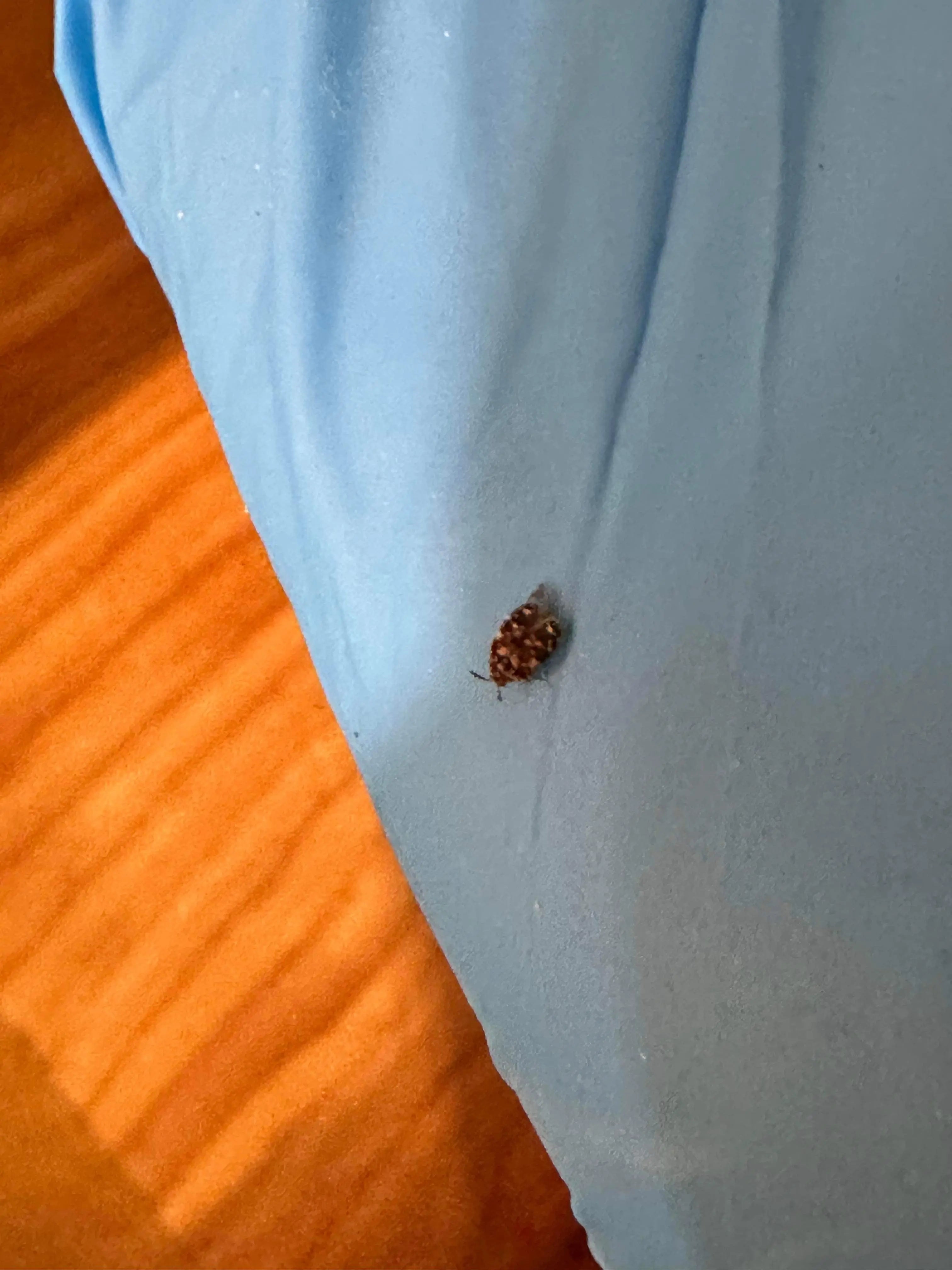 carpet beetle