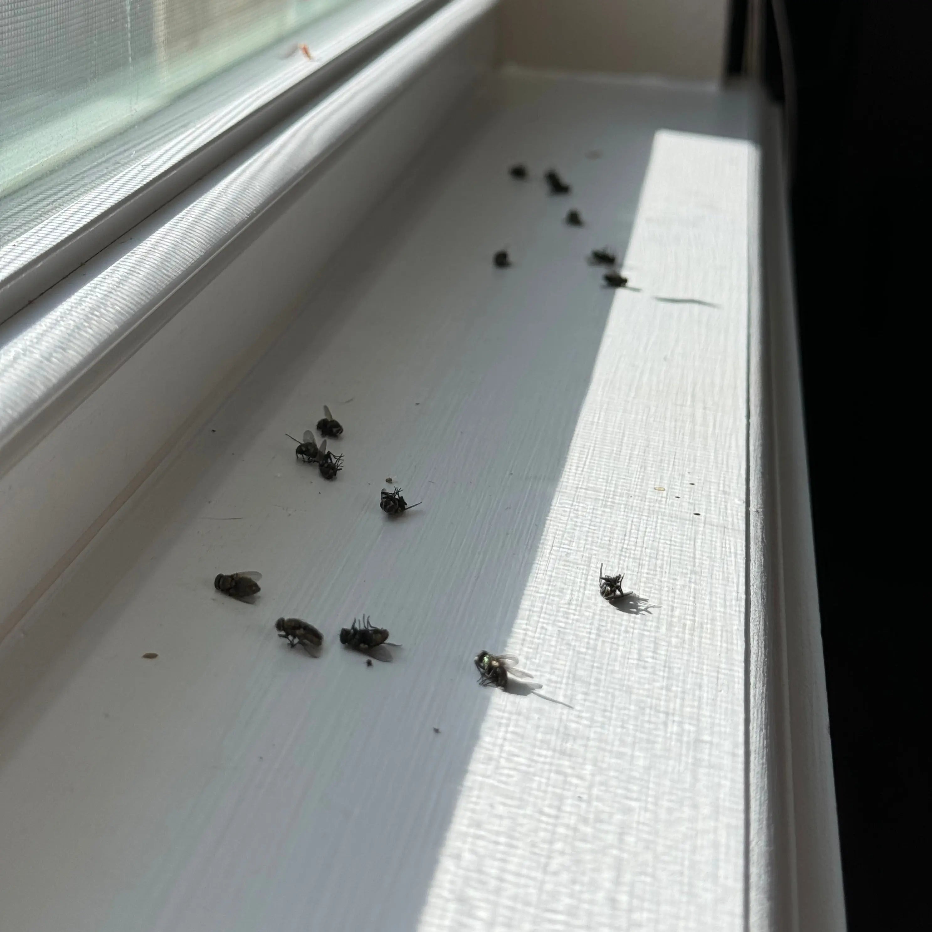 Fly Treatment Webenex Services Pest Control