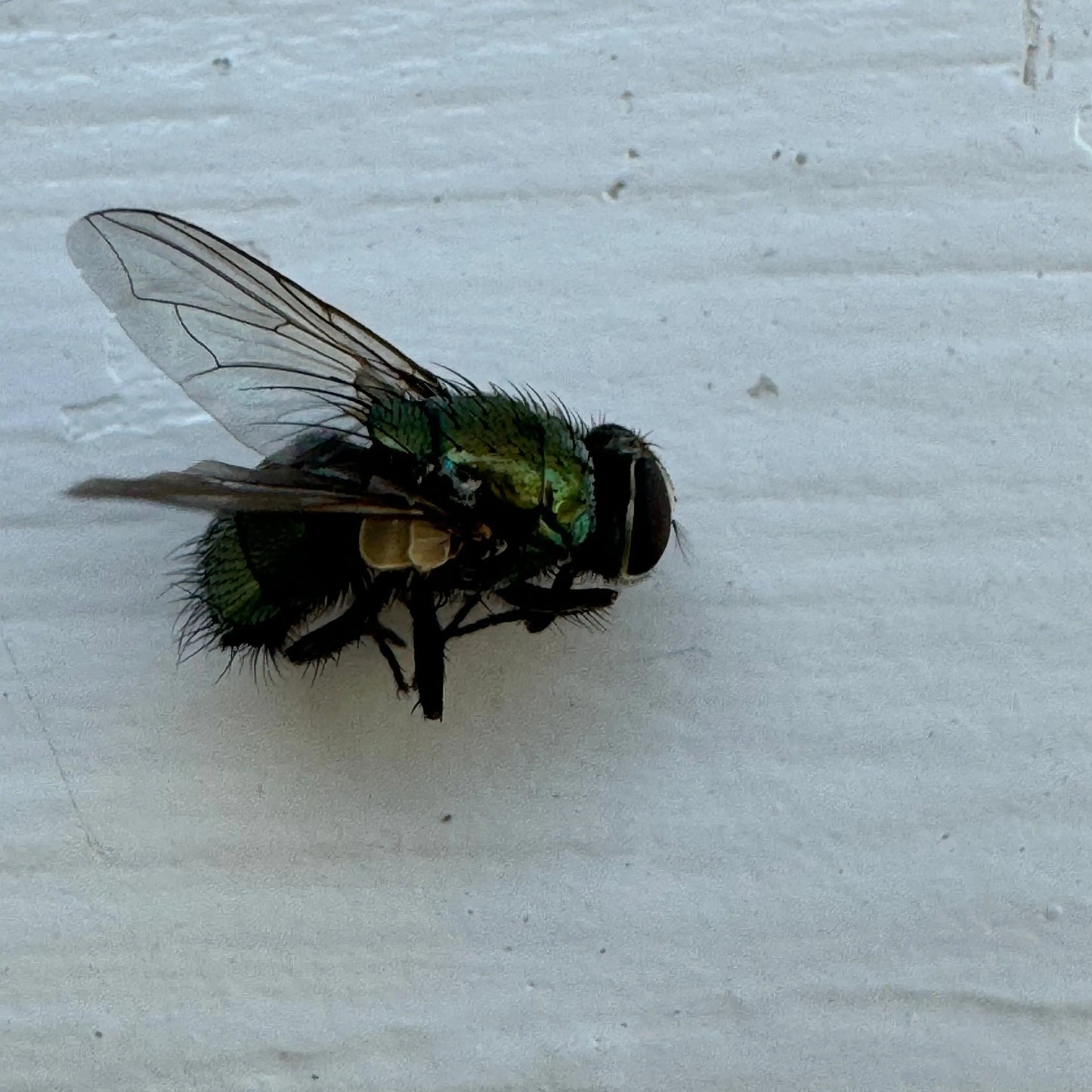 Fly Treatment Webenex Services Pest Control