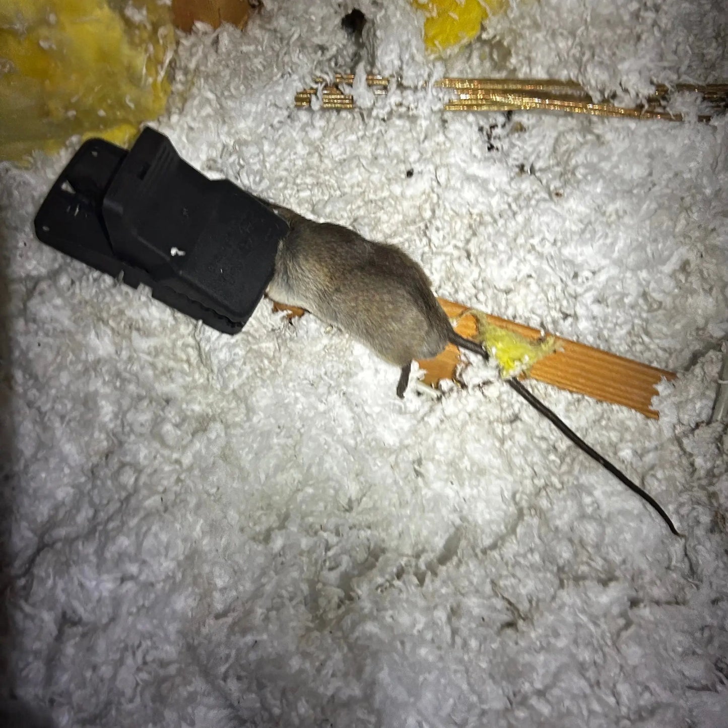 Rodent Inspection Webenex Services Pest Control