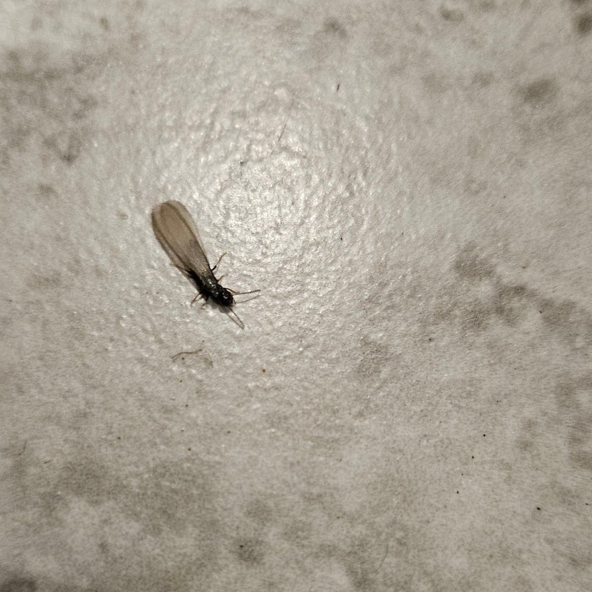 Liquid Termite Treatment