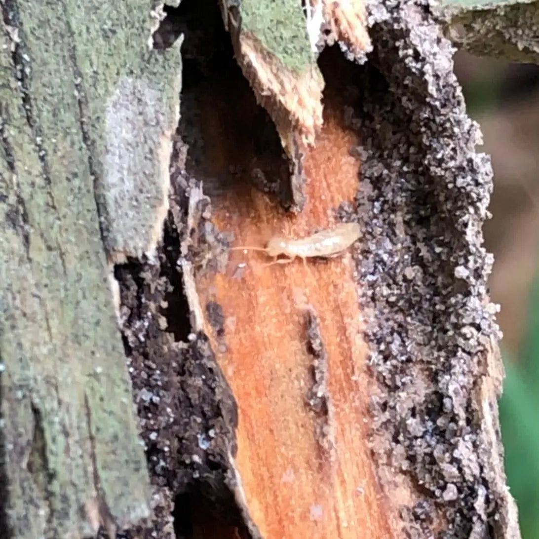 Annual Termite Inspection Webenex Services Pest Control