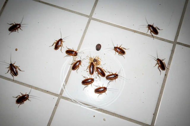 German Cockroach Removal