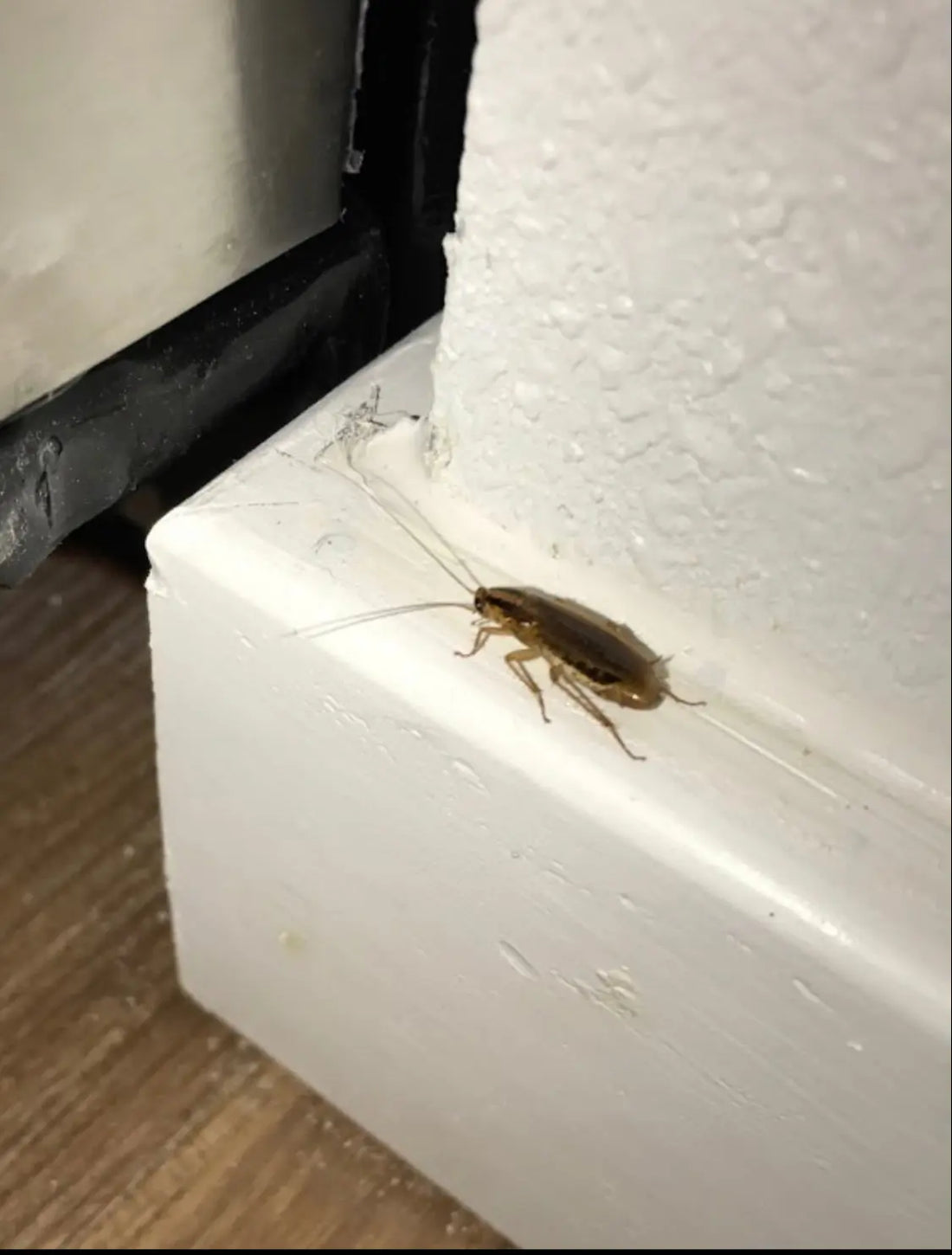 german cockroach