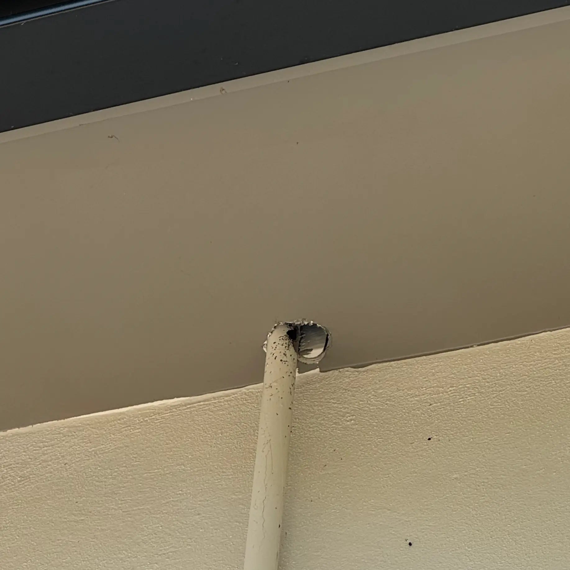 Rodent Inspection Webenex Services Pest Control