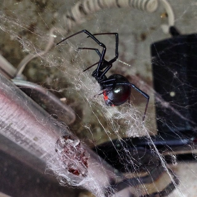 Black widow spider in its web at a Clermont home, photographed by Webenex