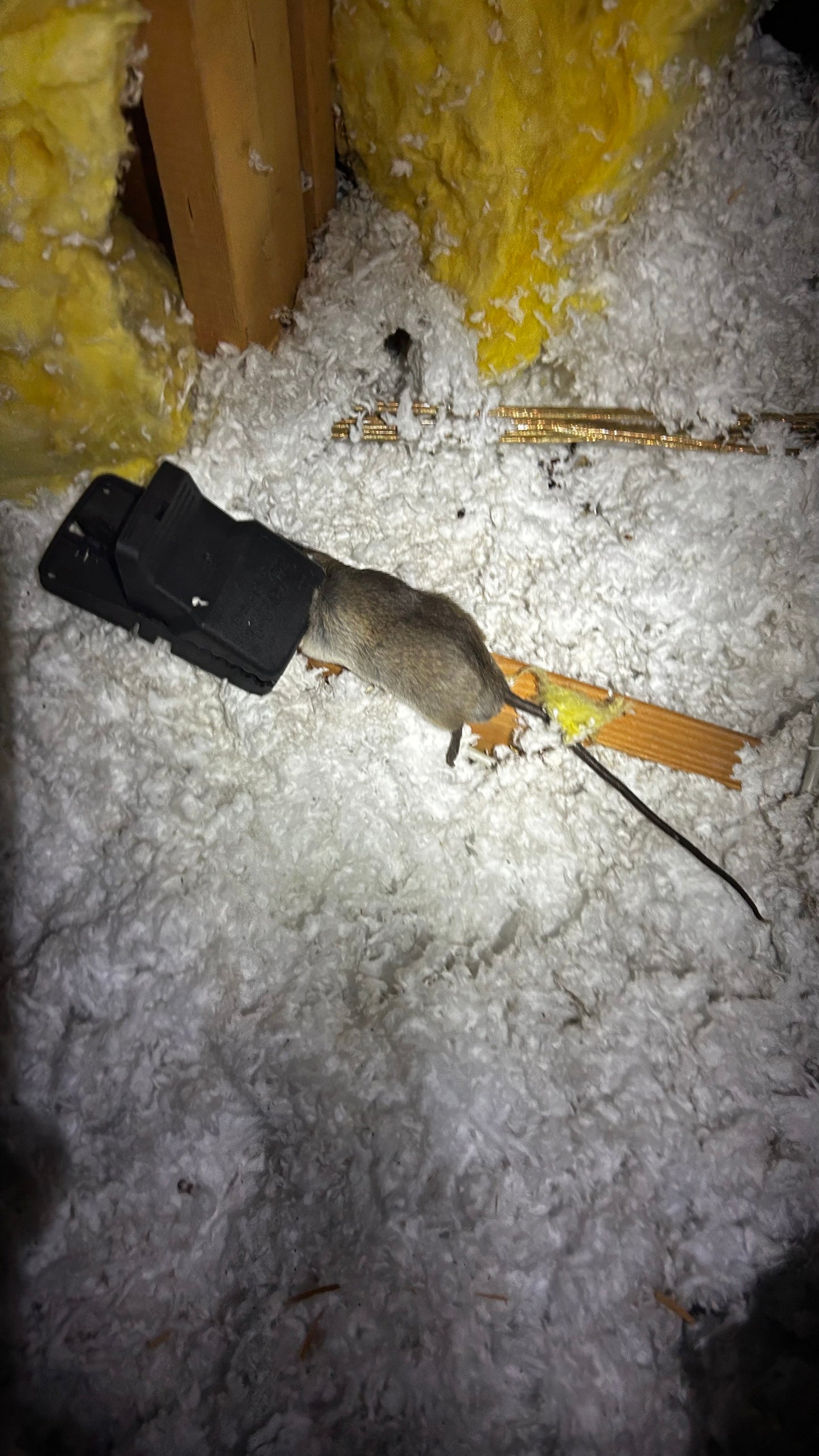 Rodent Evo-X Box