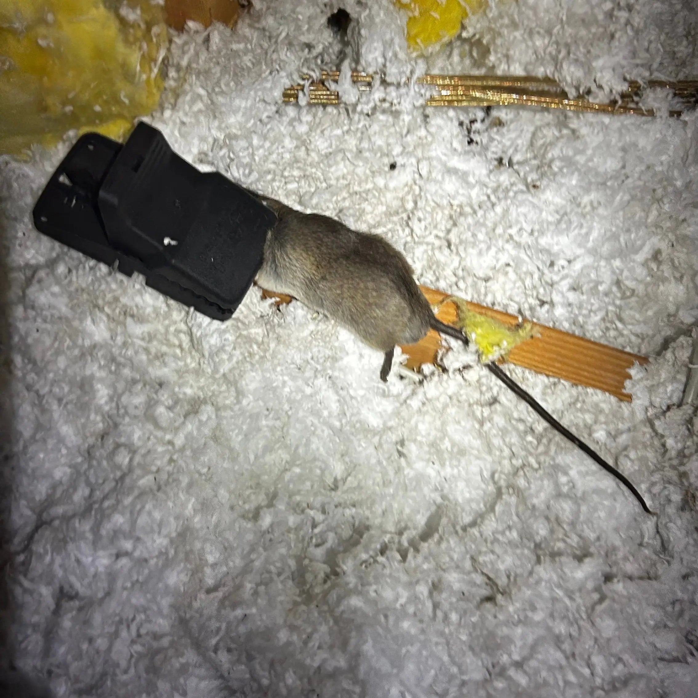 Rodent Inspection Webenex Services Pest Control