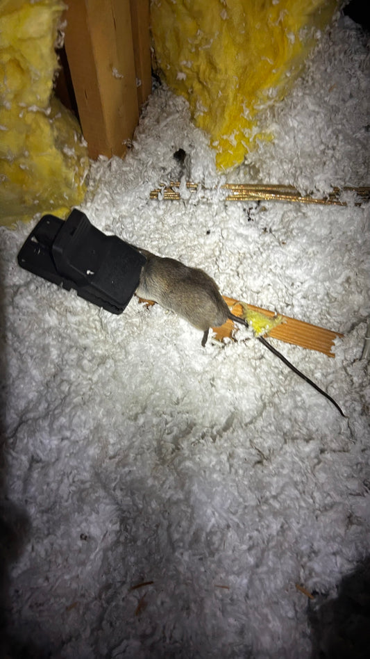 Rodent Evo-X Box