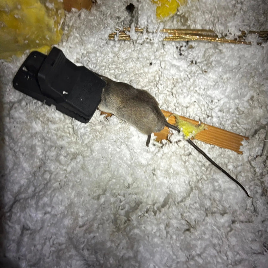 Rat caught in a trap in attic insulation during a Webenex rodent service