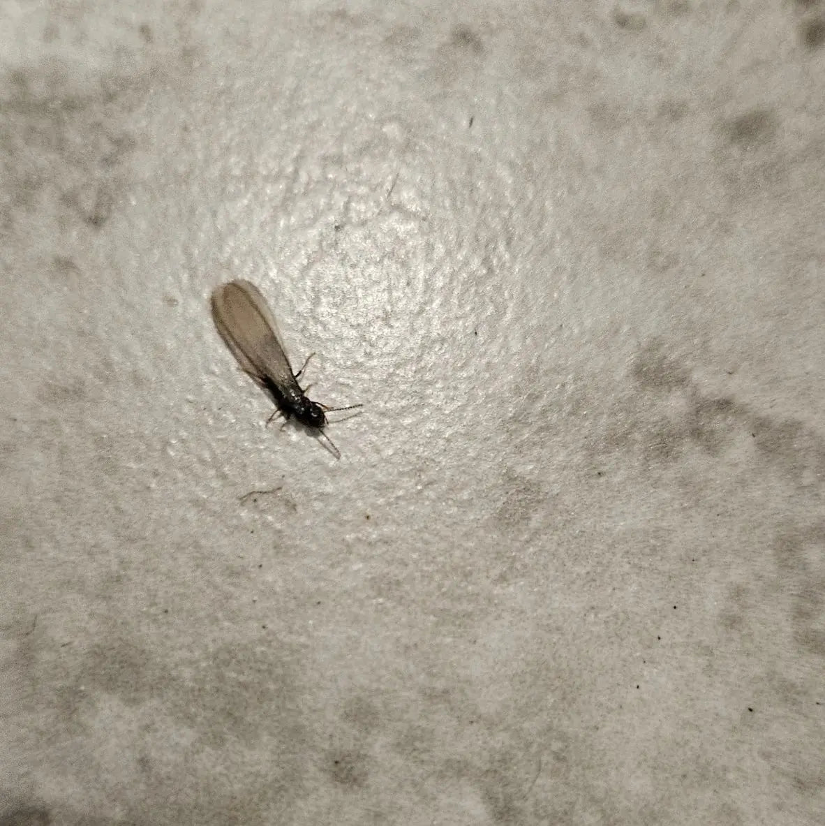 Winged termite swarmer, a sign of the subterranean termites a liquid treatment targets