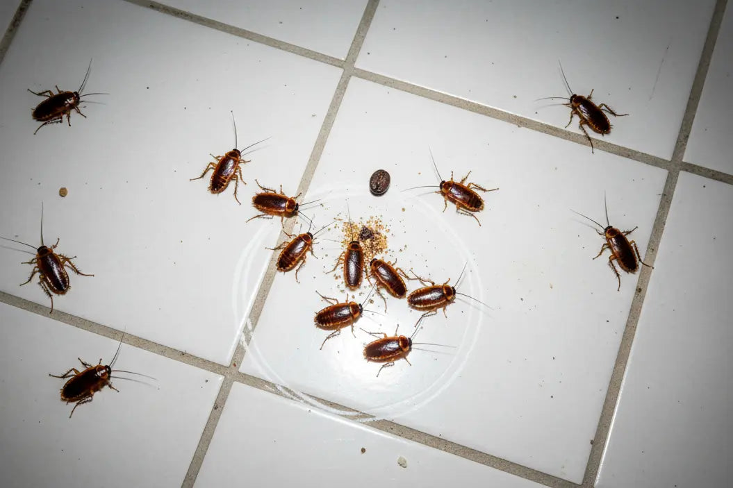 can you put the cockroaches on the floor of a kitchen