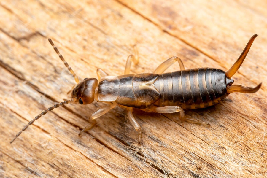 Earwig with its rear pincers on a weathered wooden deck board