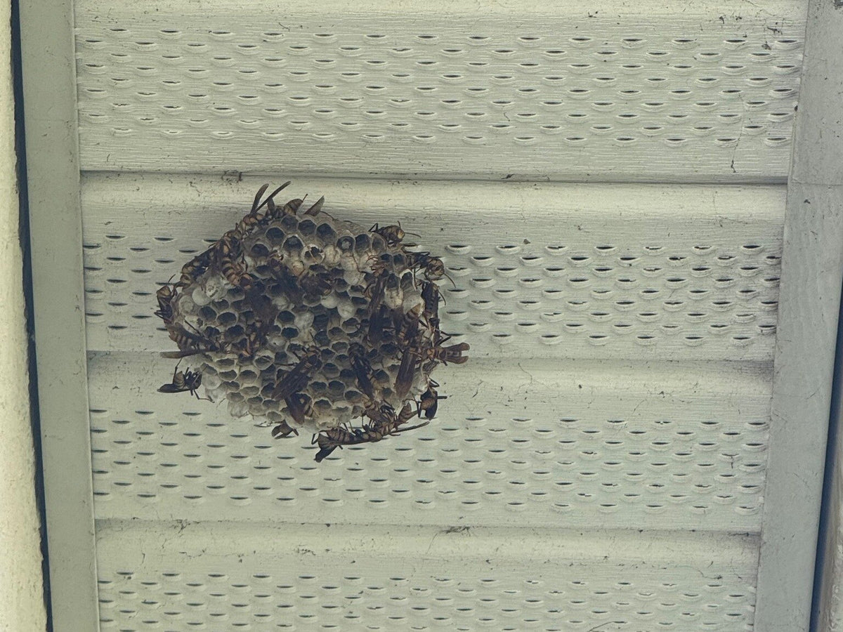 A paper wasp nest on a vented soffit, the kind cleared on every plan visit
