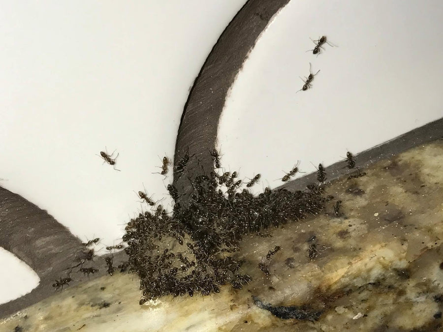 Ants swarming the seam of a kitchen sink at a Clermont home, photographed by Webenex