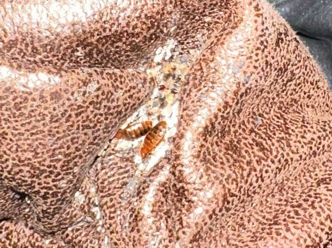 Bed bugs along the seam of a couch cushion, photographed by Webenex