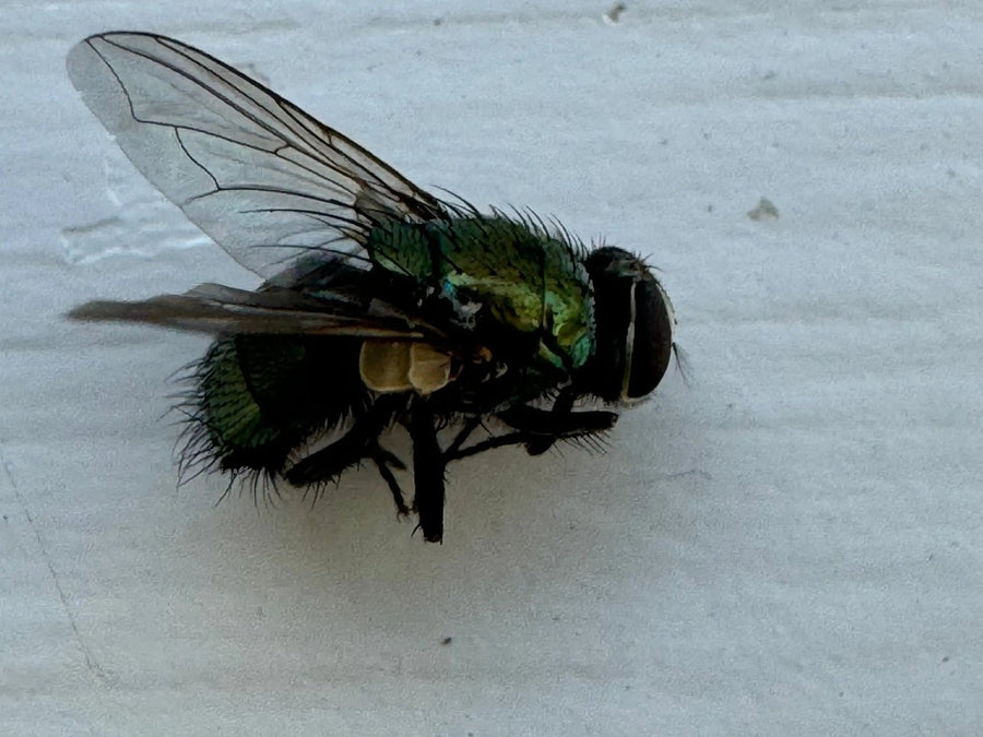 Green bottle fly on white siding, photographed by Webenex