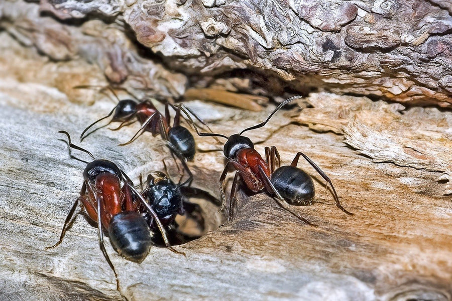 Carpenter ants at a hole in weathered wood