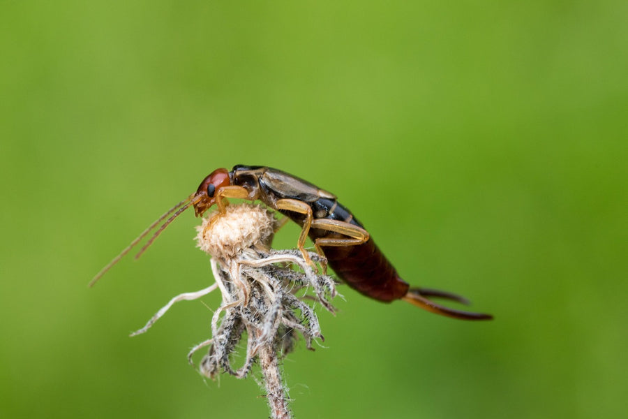 Earwig on a dried seed head