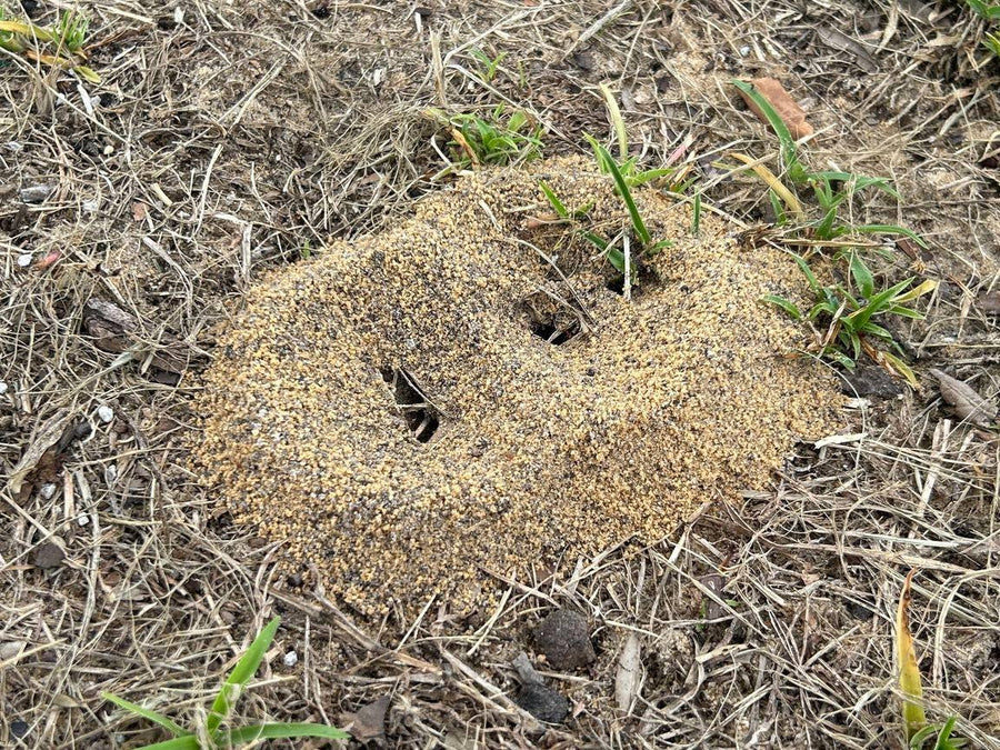 Fire ant mound in a Central Florida lawn, photographed by Webenex