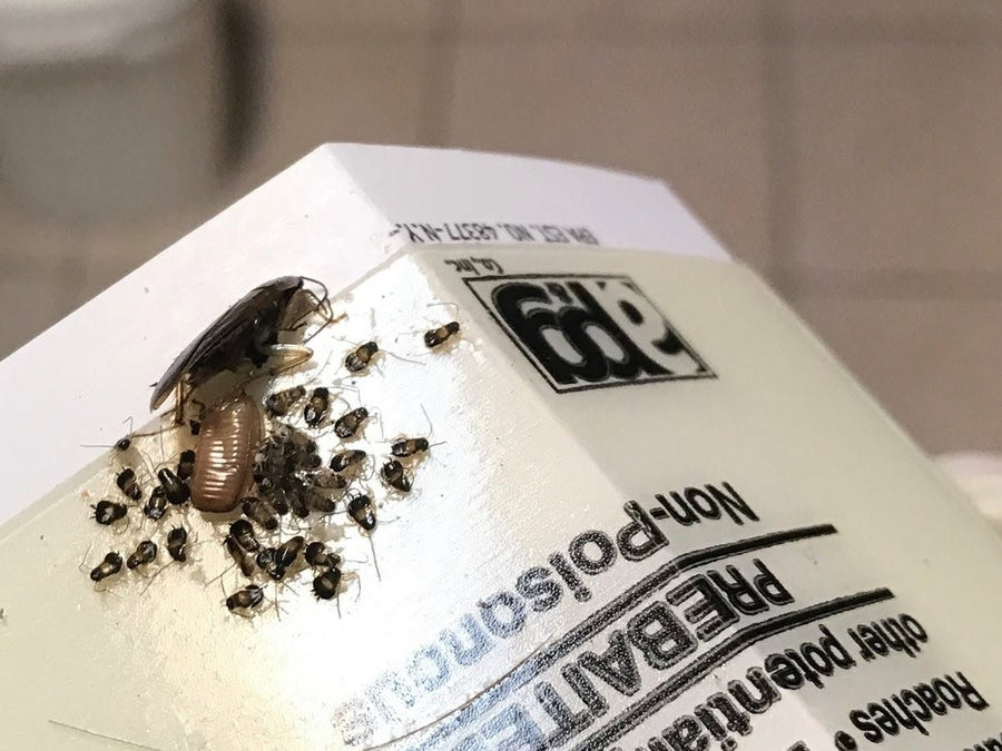 German cockroach adult, egg case and nymphs on a glue board, photographed by Webenex