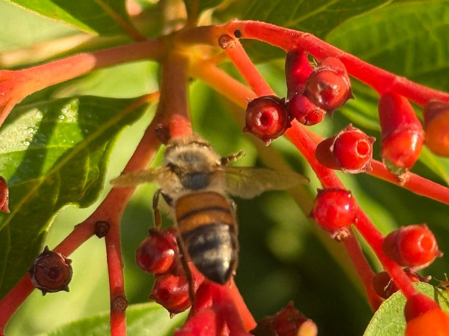 Honeybee on firebush flowers in Clermont, photographed by Webenex