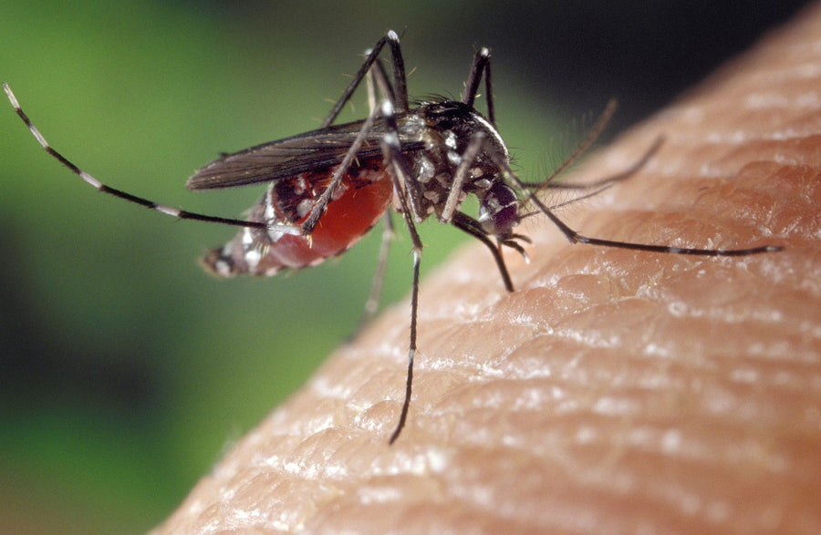 Mosquito feeding on skin