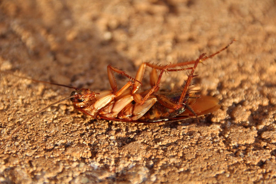 American cockroach, the palmetto bug, on sandy ground