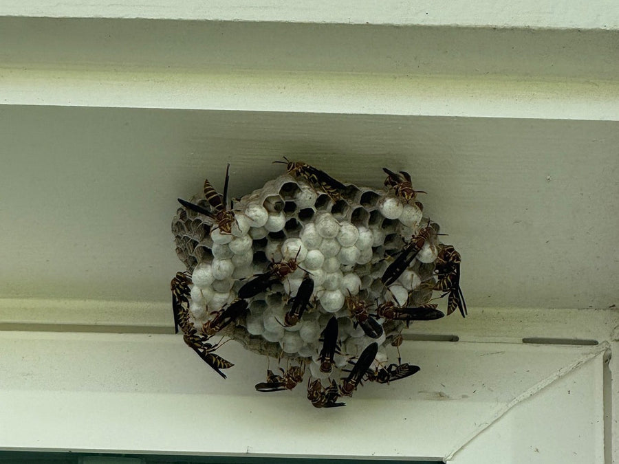Paper wasp nest with adults under a window trim, photographed by Webenex