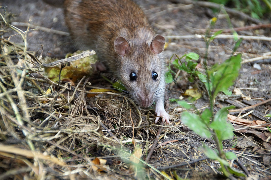 Rat in leaf litter beside a home