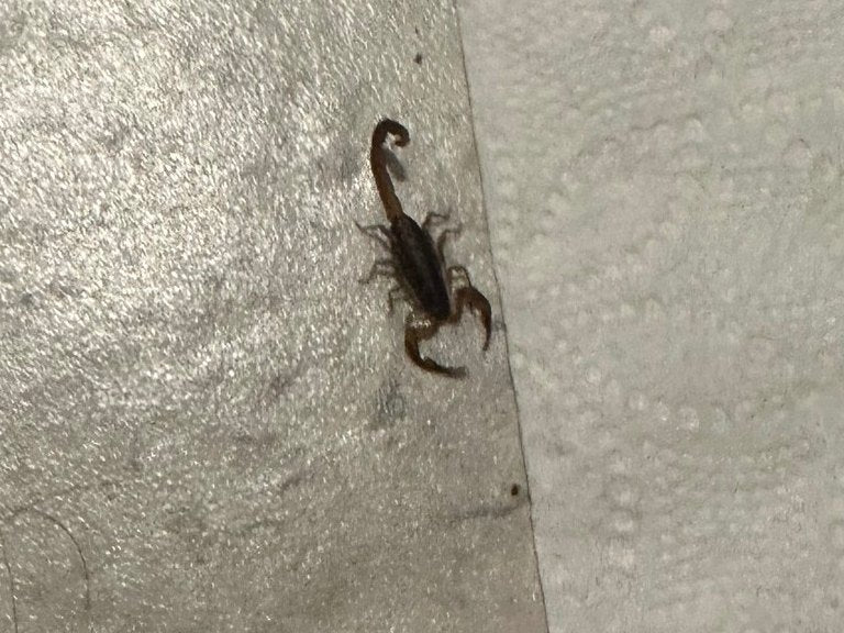 Scorpion on a tile floor inside a Clermont home, photographed by Webenex