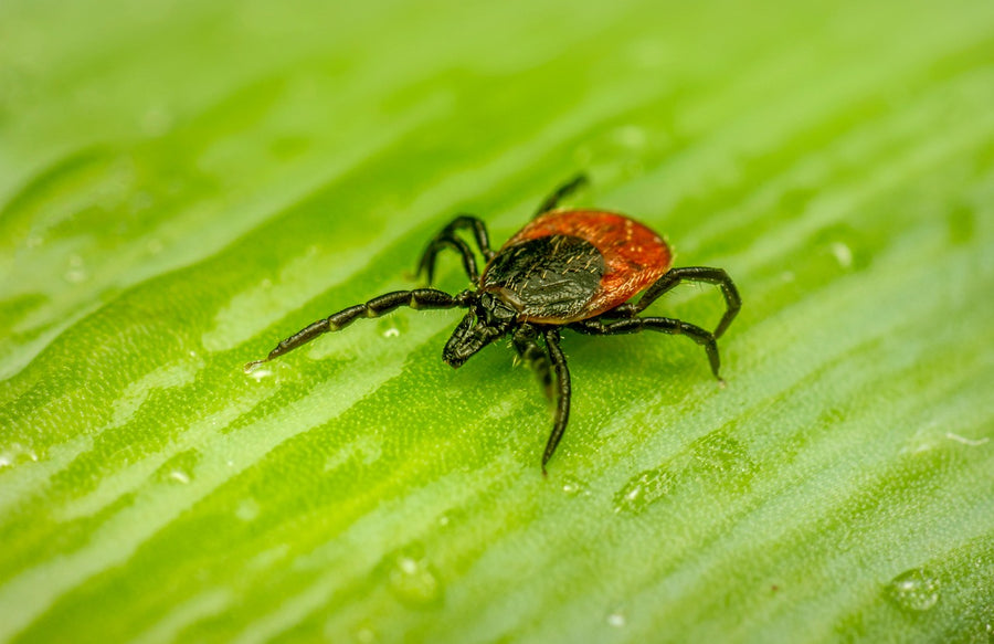 Tick on a green leaf