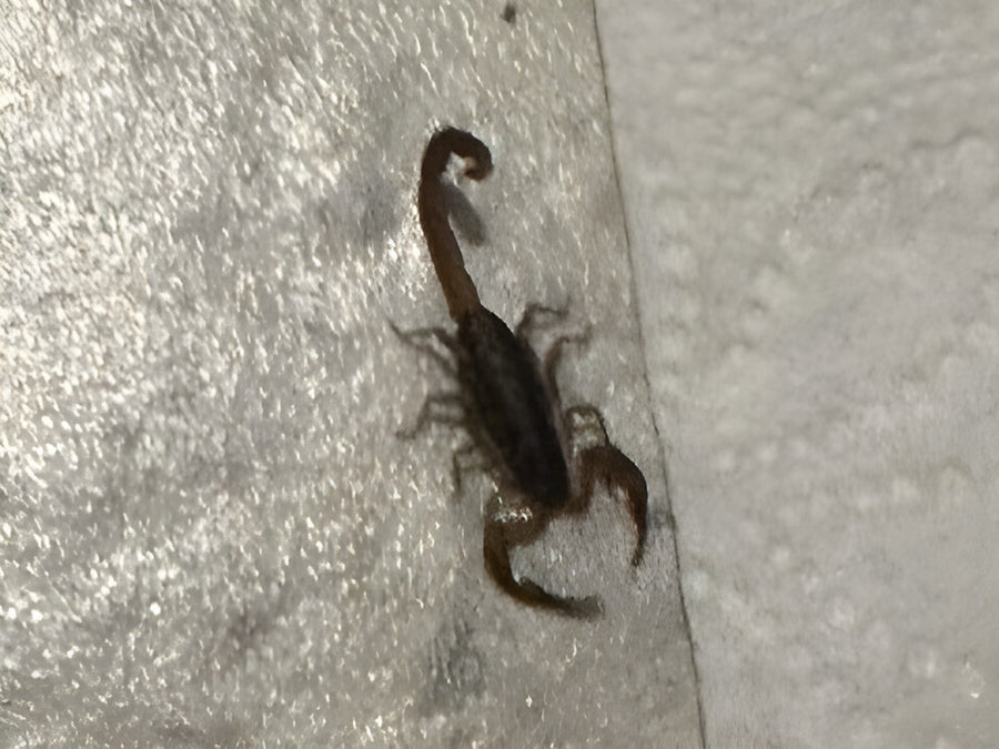 Scorpion on a tile floor inside a Central Florida home at night