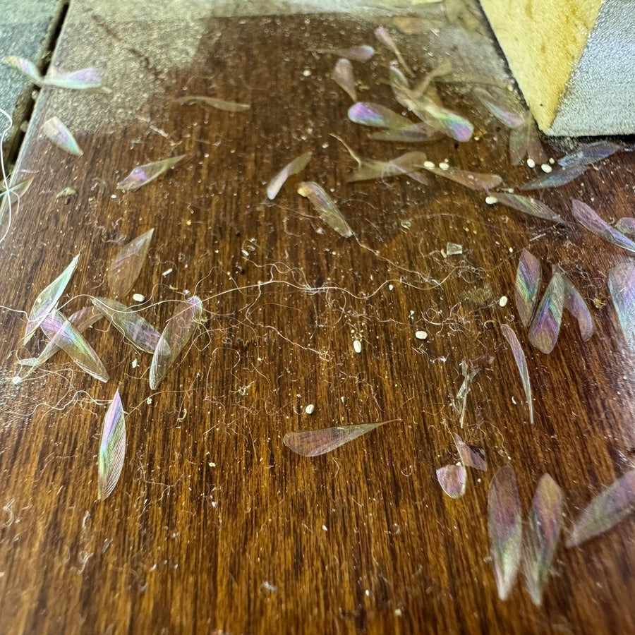 Shed termite swarmer wings on a wood floor, photographed by Webenex